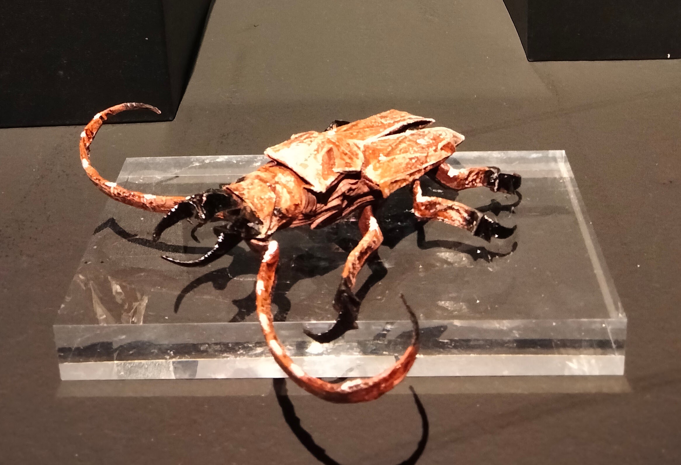 Origami Stag Beetle