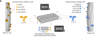 DNA Origami Nanostructure (PTE mechanism)